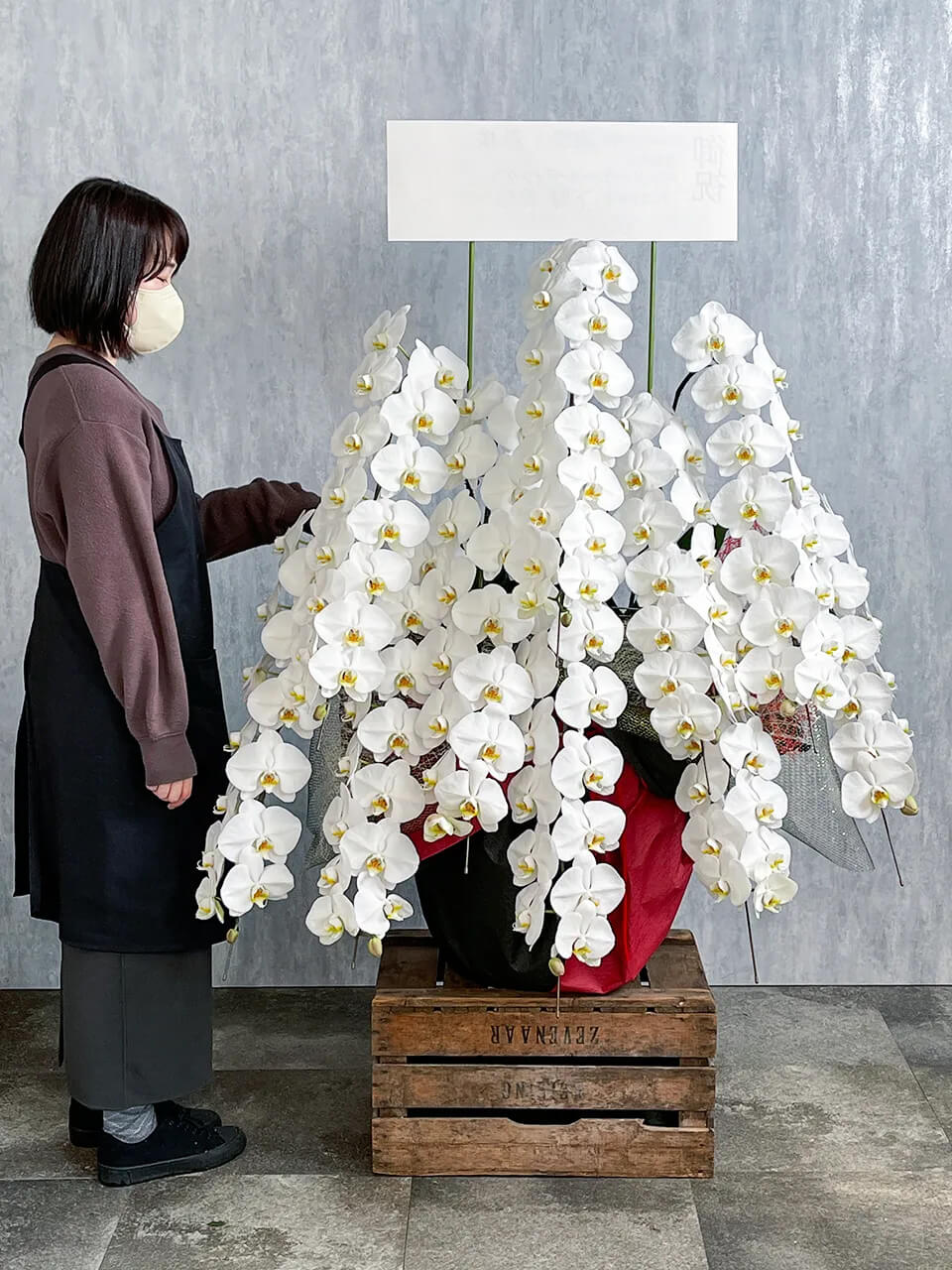 10本立ち白 胡蝶蘭