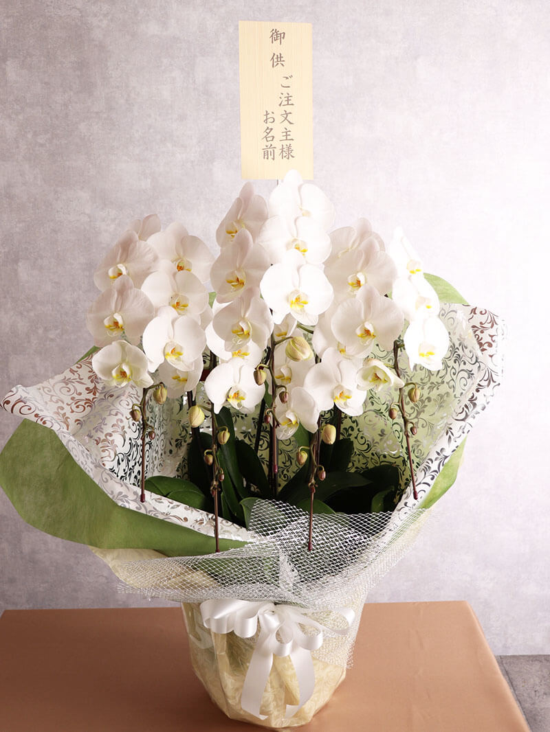 5本立ち白 50輪以上 お供え胡蝶蘭