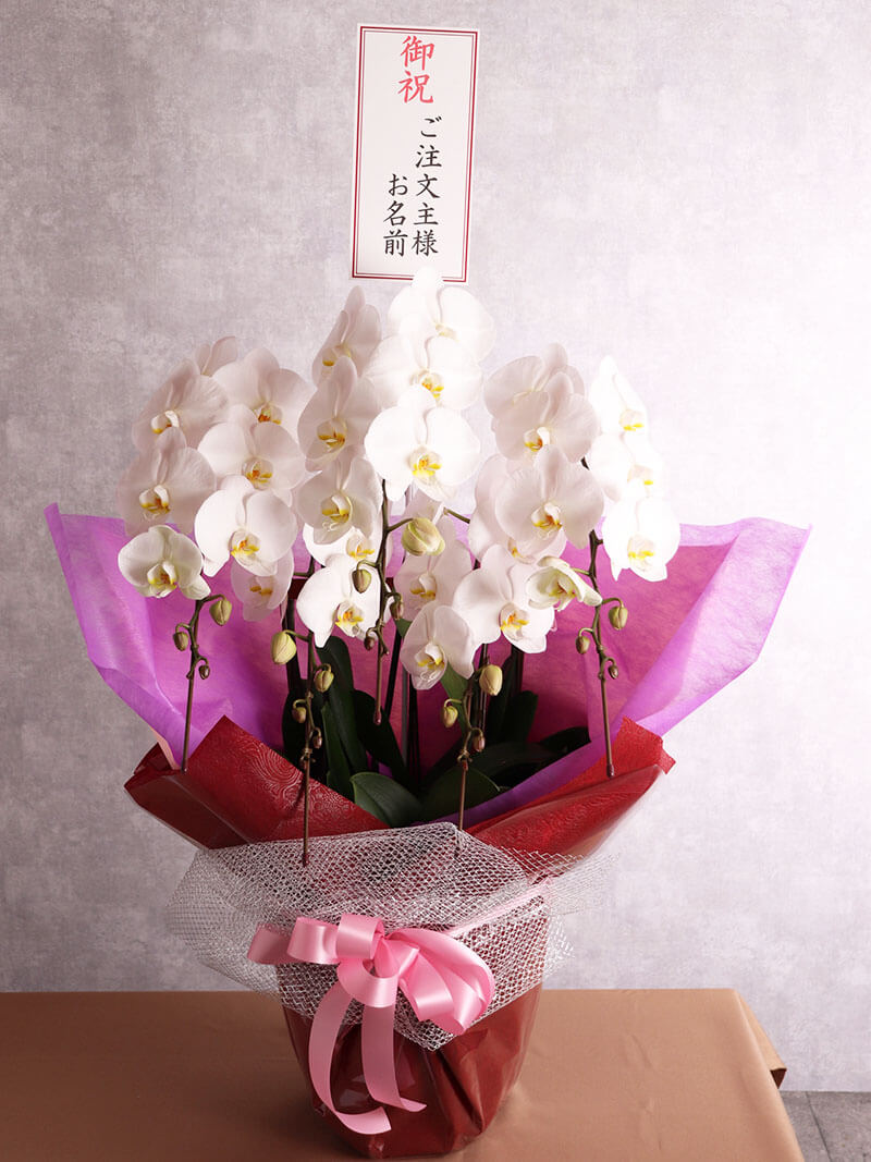 5本立ち白 50輪以上 お祝い胡蝶蘭