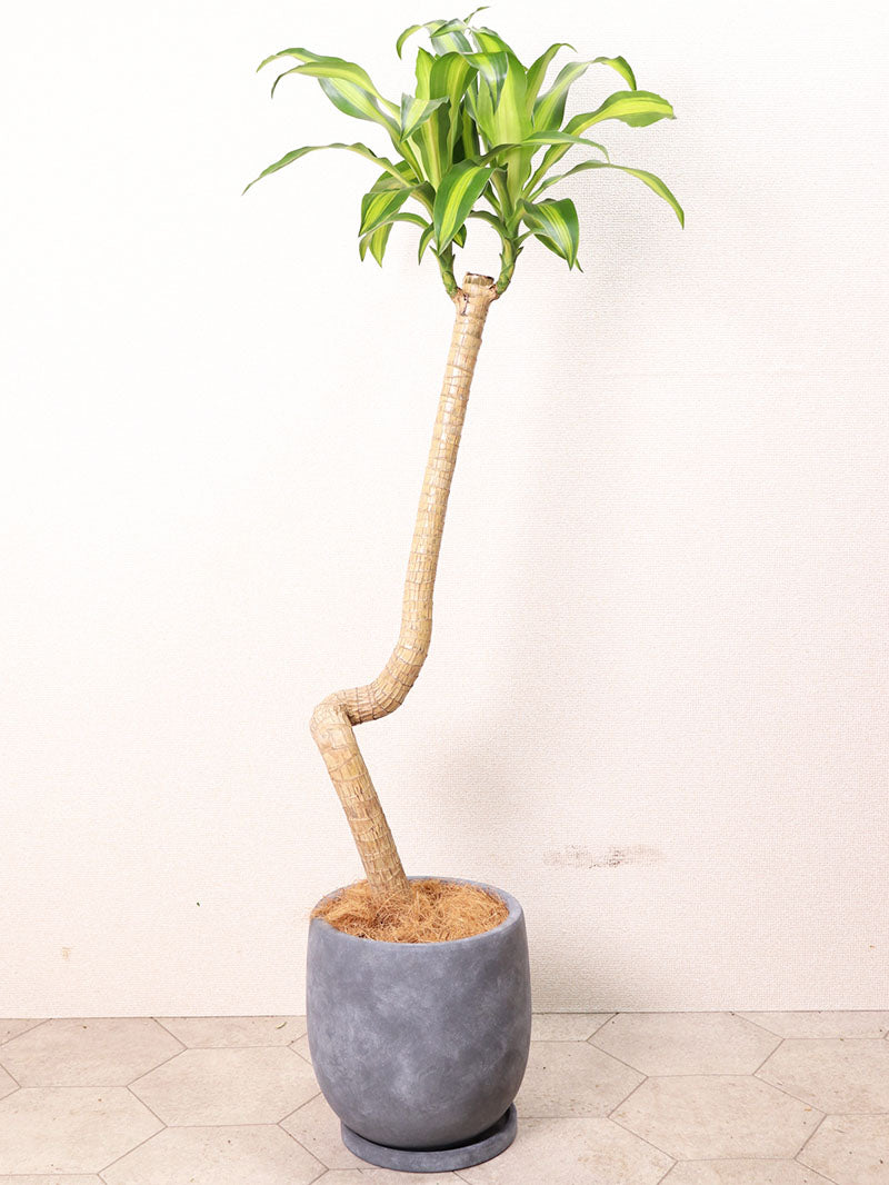 観葉植物 マッサン