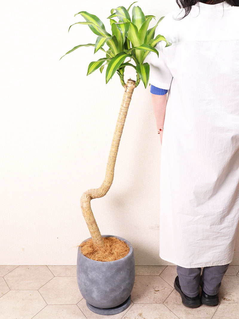観葉植物 マッサン