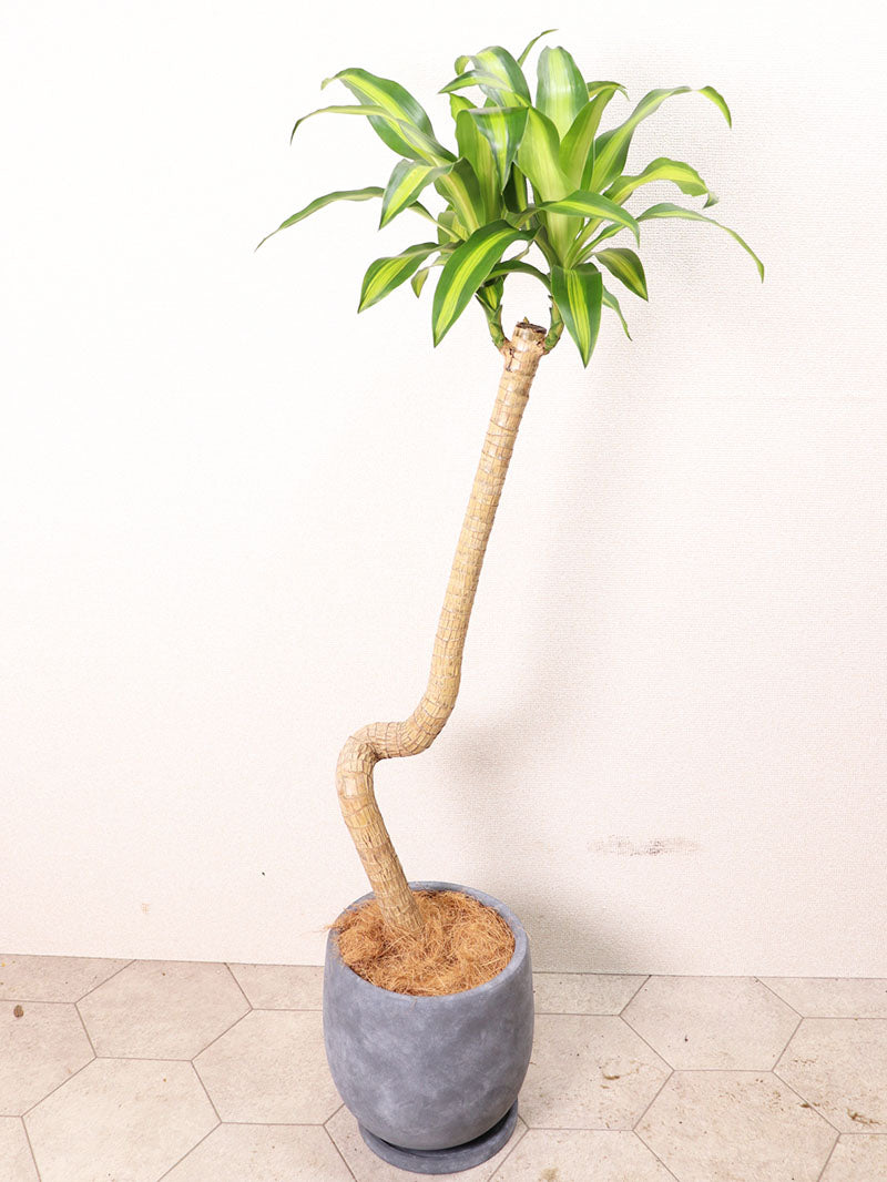 観葉植物 マッサン