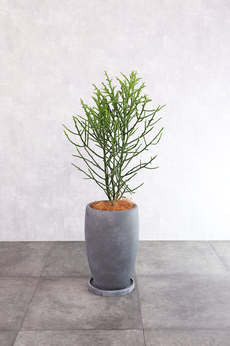 観葉植物 ミルクブッシュ