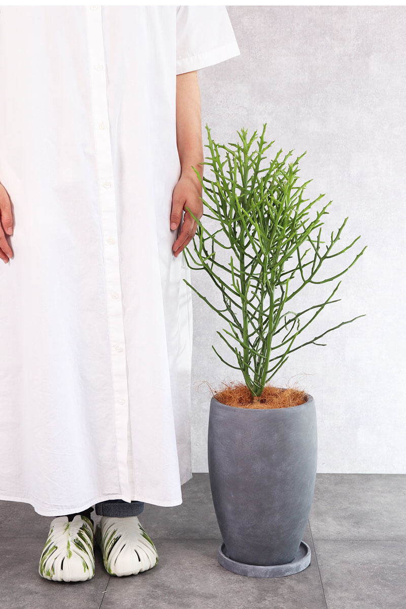 観葉植物 ミルクブッシュ