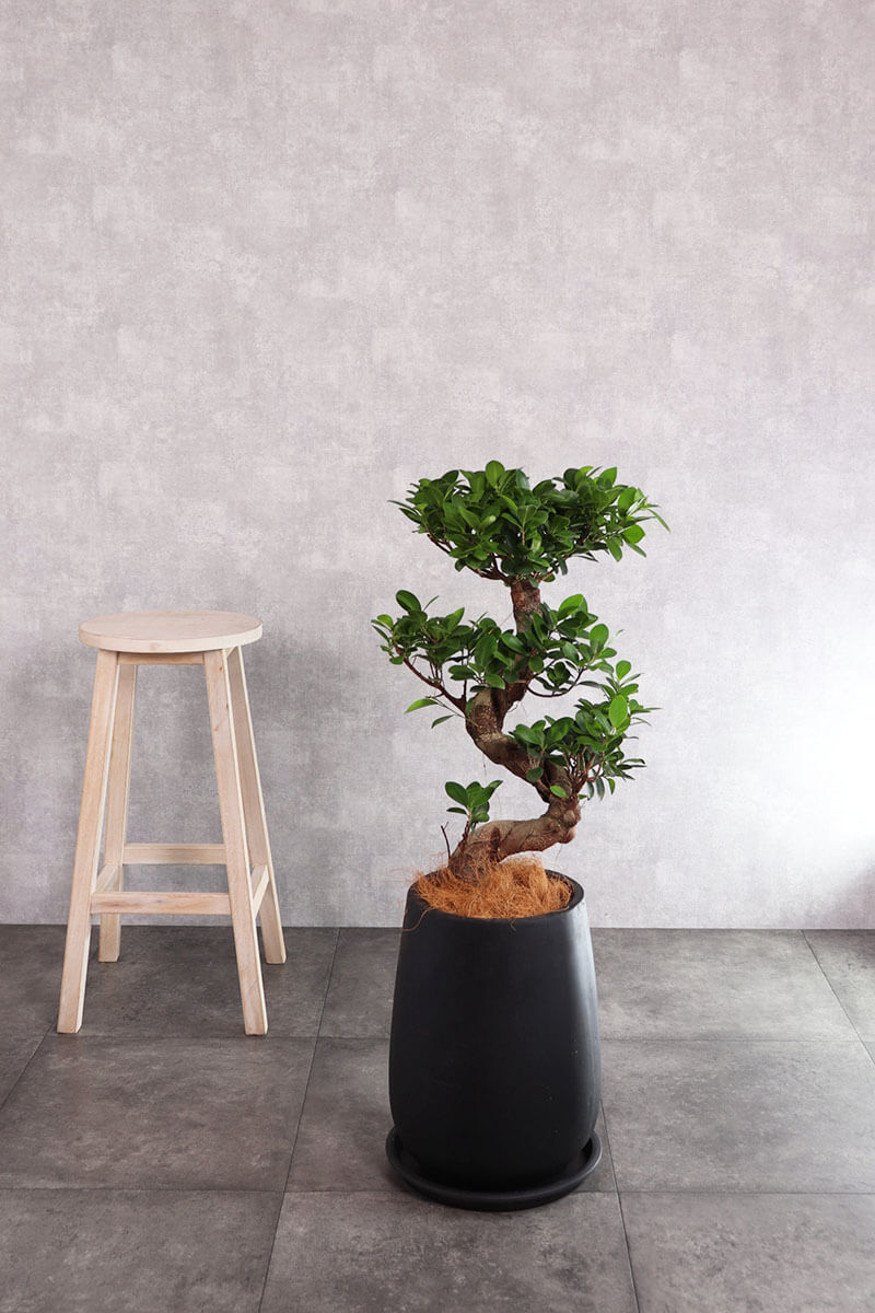 観葉植物 ガジュマル