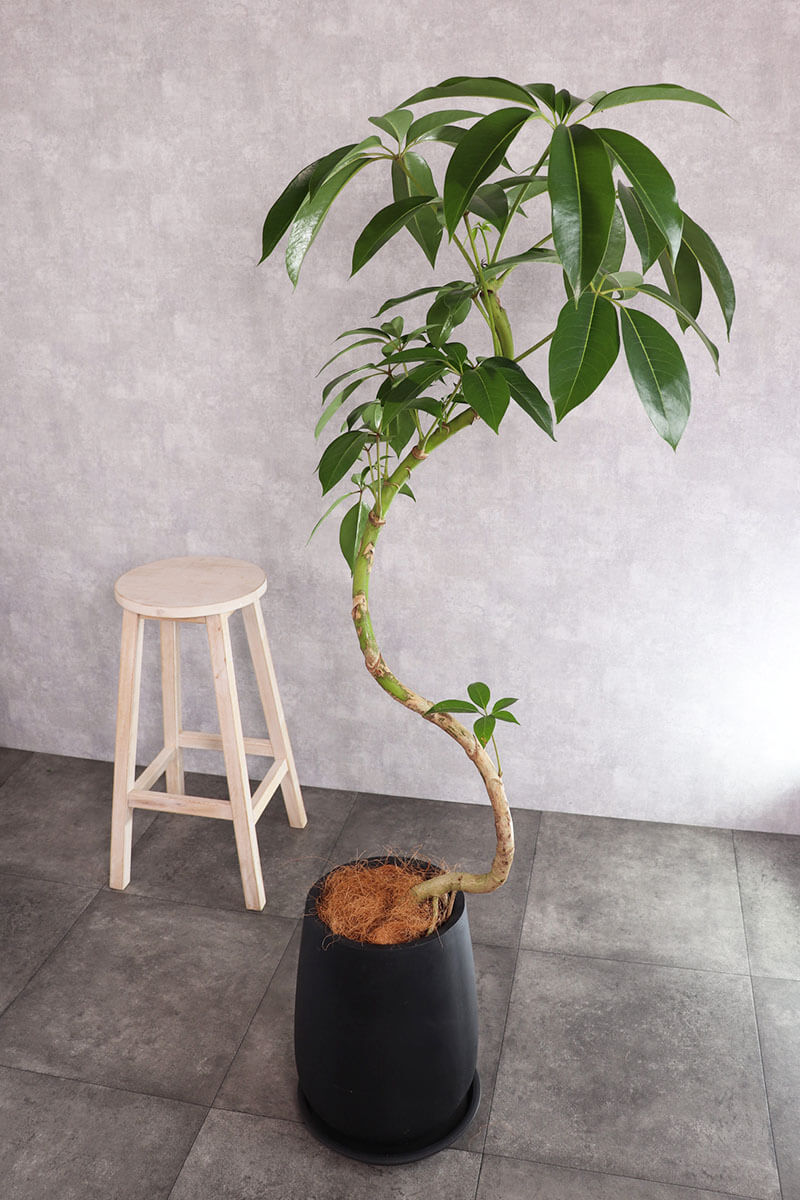 観葉植物 ツピタンサス 大