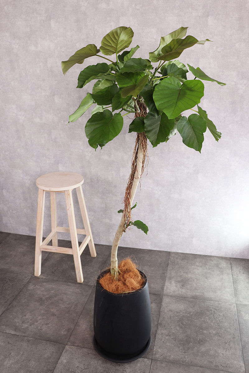 観葉植物 ウンベラータ