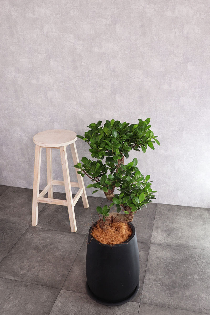 観葉植物 ガジュマル