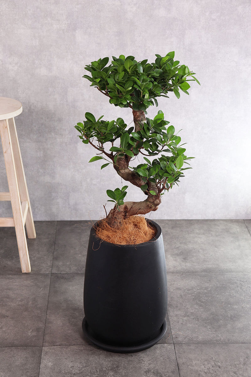 観葉植物 ガジュマル