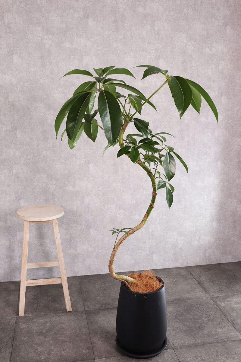 観葉植物 ツピタンサス 大