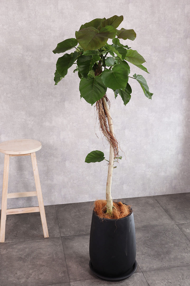 観葉植物 ウンベラータ