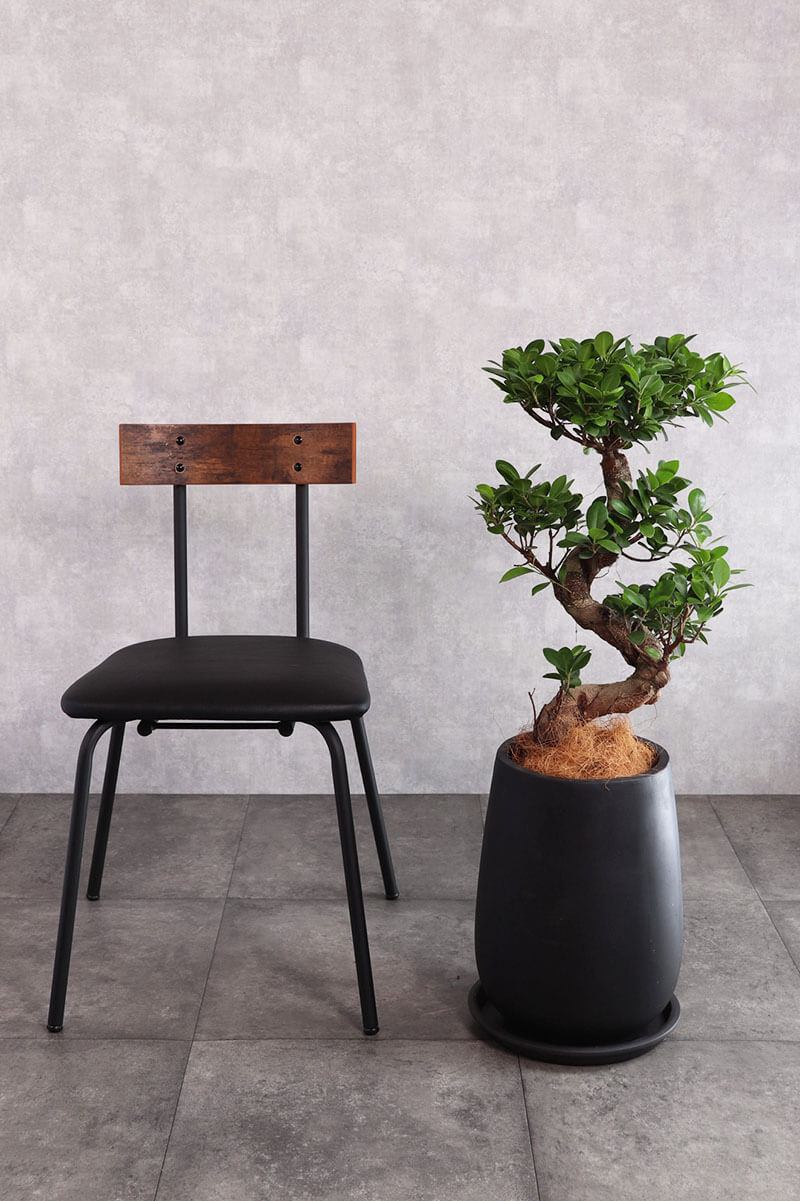 観葉植物 ガジュマル