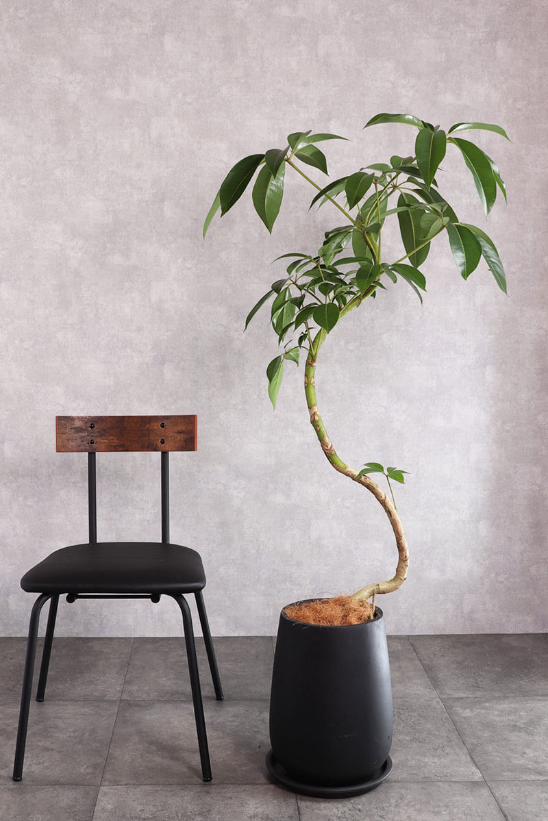 観葉植物 ツピタンサス 大
