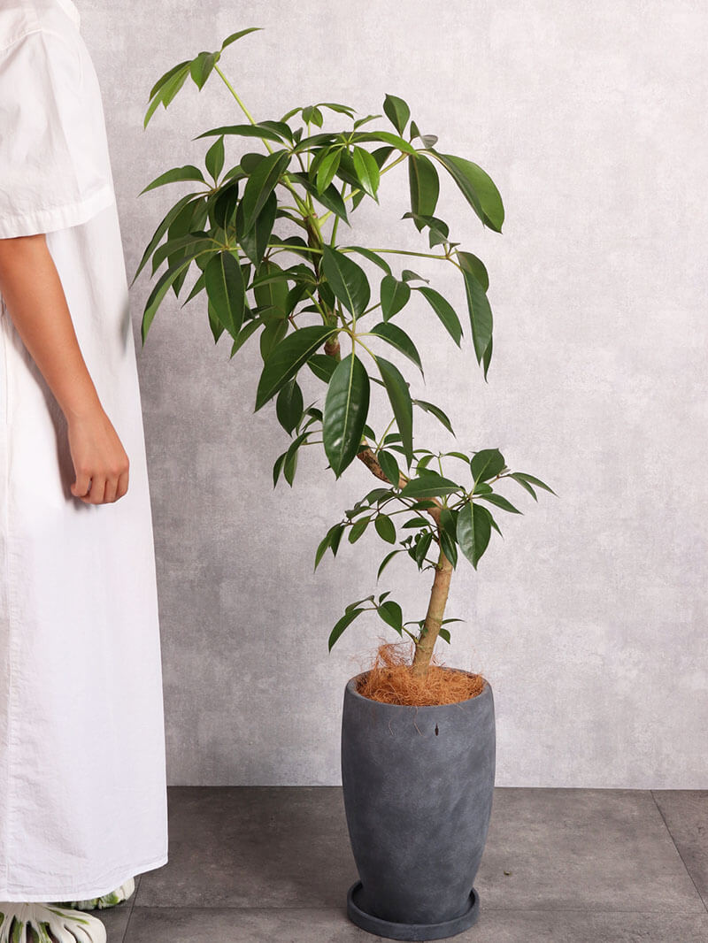 観葉植物 ツピタンサス 中