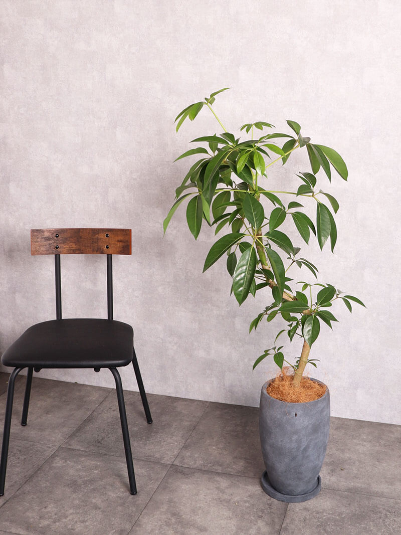 観葉植物 ツピタンサス 中