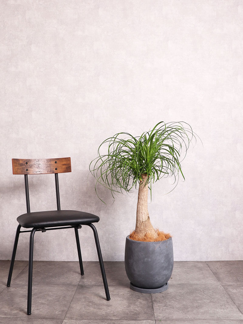 観葉植物 ノリナ