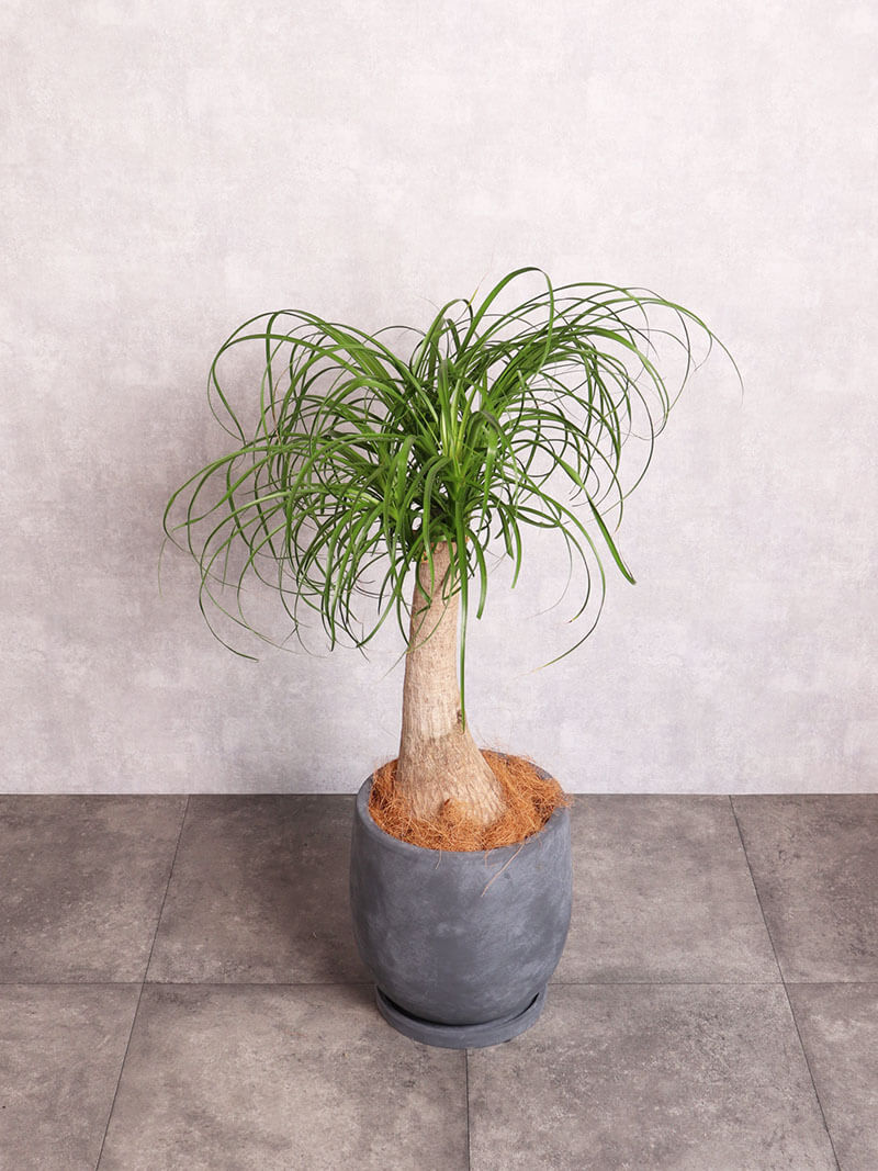 観葉植物 ノリナ