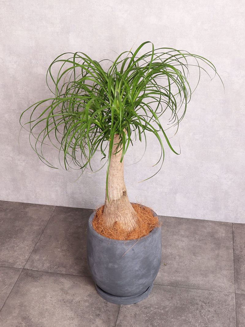 観葉植物 ノリナ