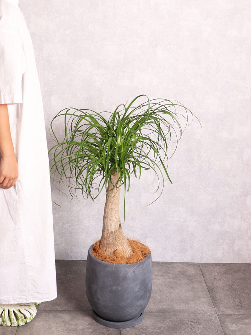 観葉植物 ノリナ
