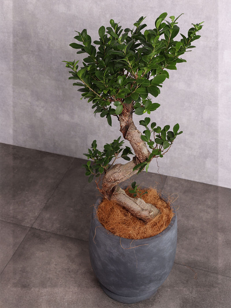 観葉植物 ガジュマル