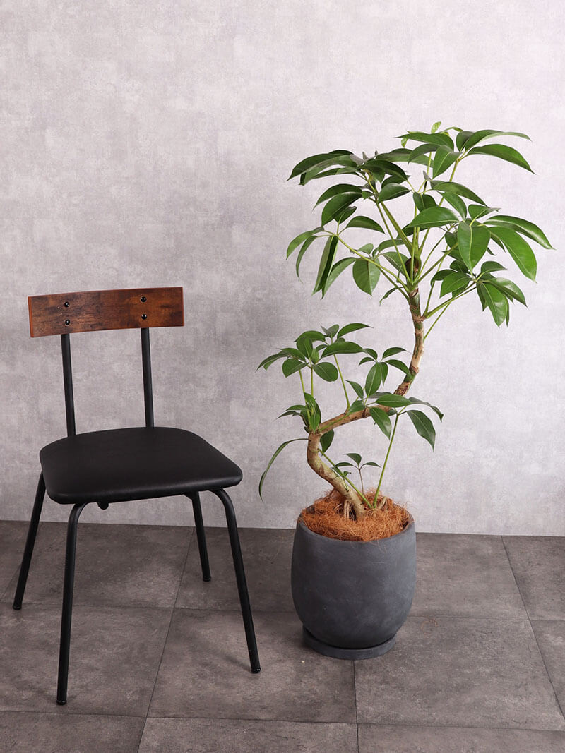 観葉植物 ツピタンサス 中