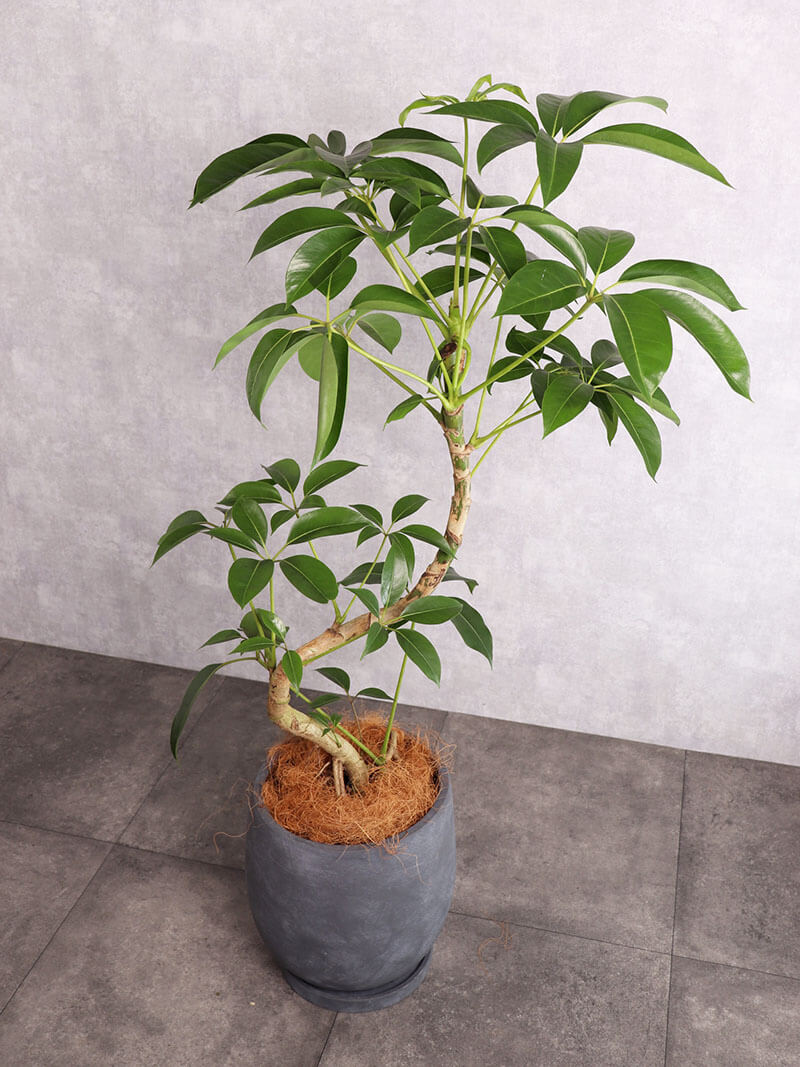観葉植物 ツピタンサス 中