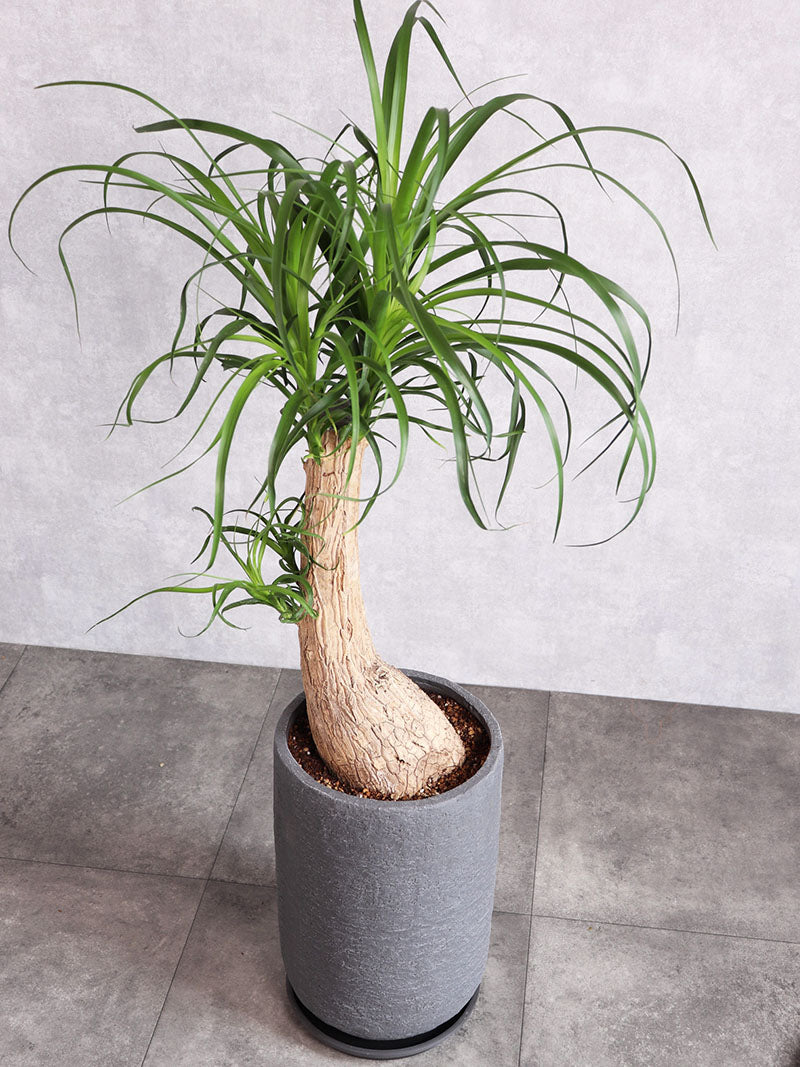 観葉植物 ノリナ