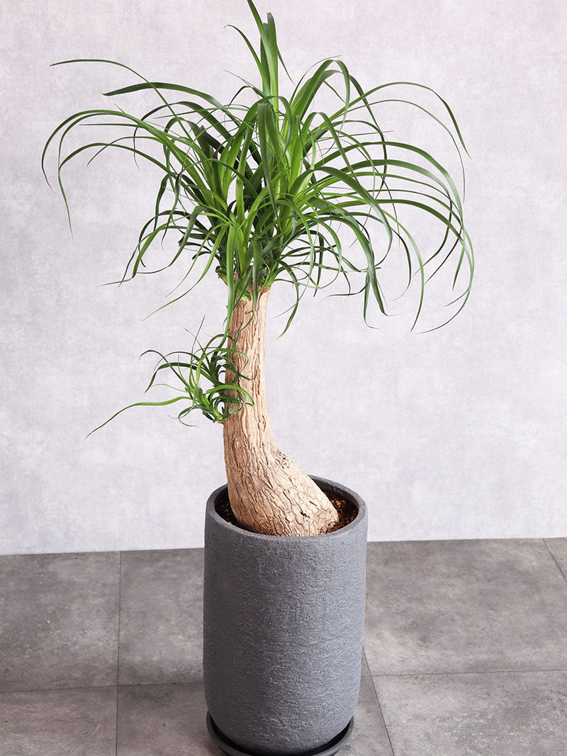 観葉植物 ノリナ
