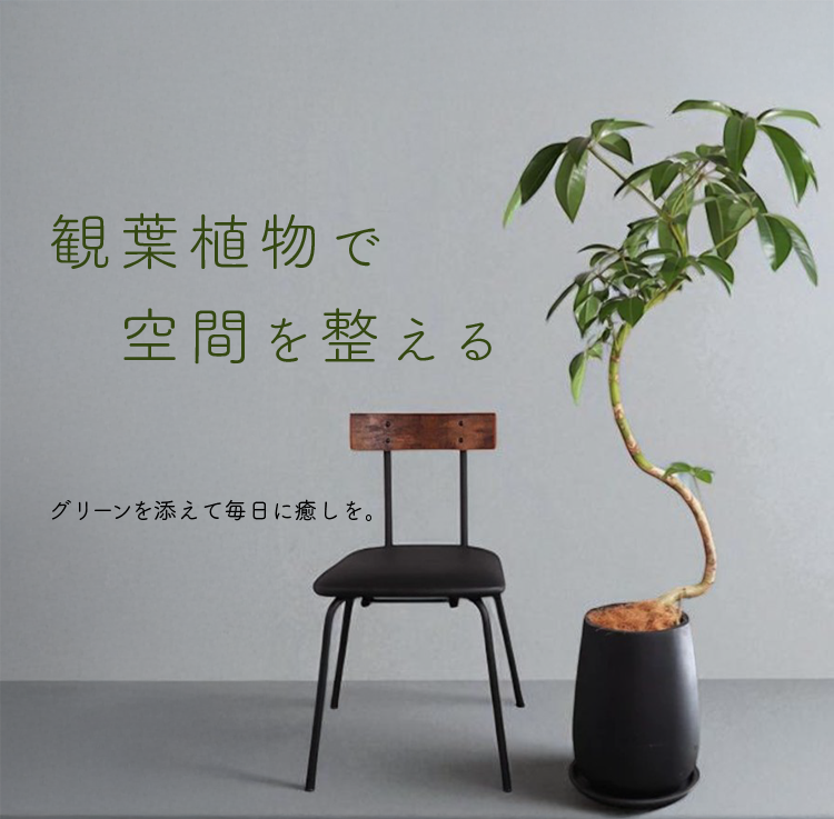 観葉植物・鉢物