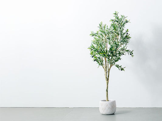観葉植物の管理方法