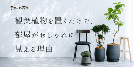 観葉植物を置くだけで、部屋がおしゃれに見える理由