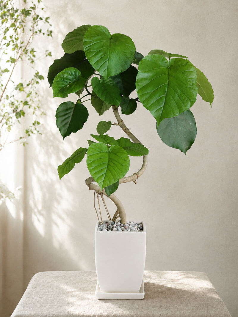 観葉植物 ウンベラータ 曲がり