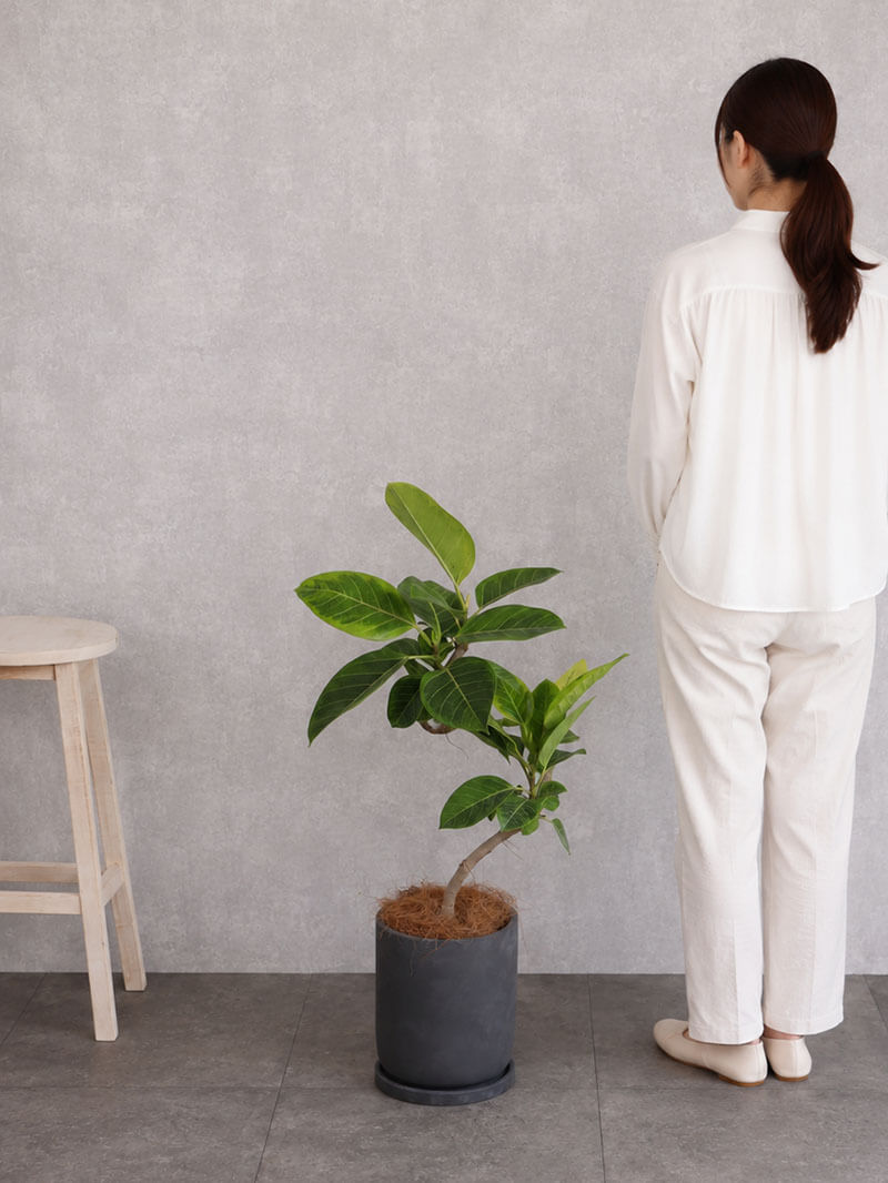 観葉植物 アルテシーマ曲がり
