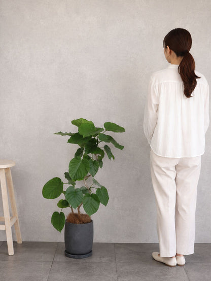 観葉植物 ウンベラータ 曲がり