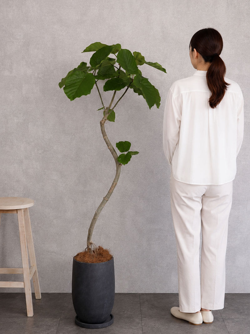 観葉植物 ウンベラータロング 曲がり