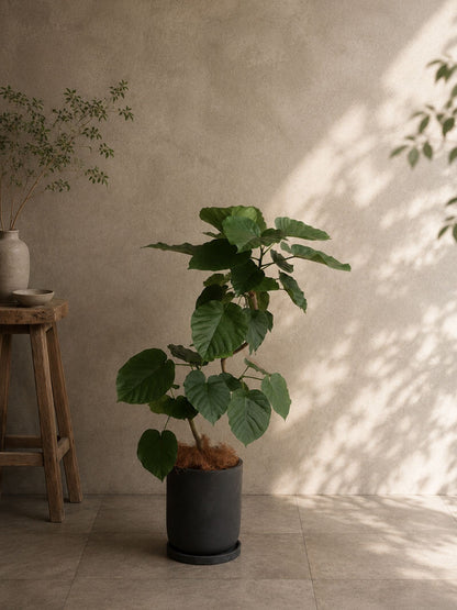 観葉植物 ウンベラータ 曲がり