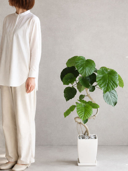 観葉植物 ウンベラータ 曲がり