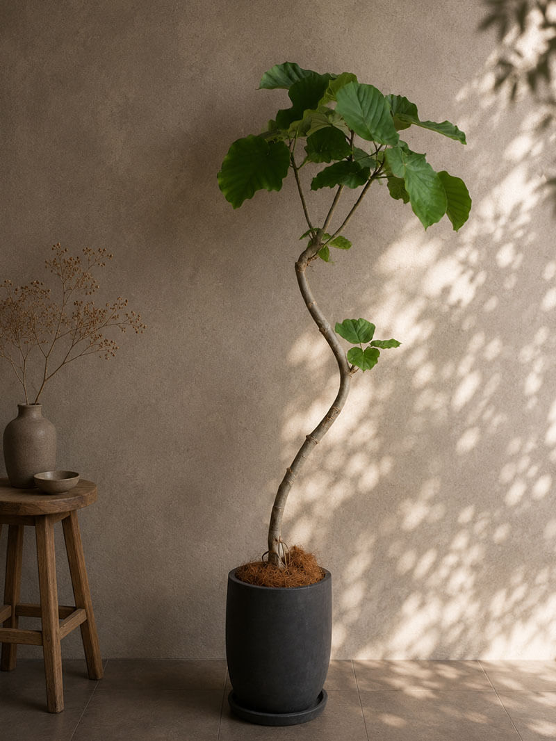 観葉植物 ウンベラータロング 曲がり