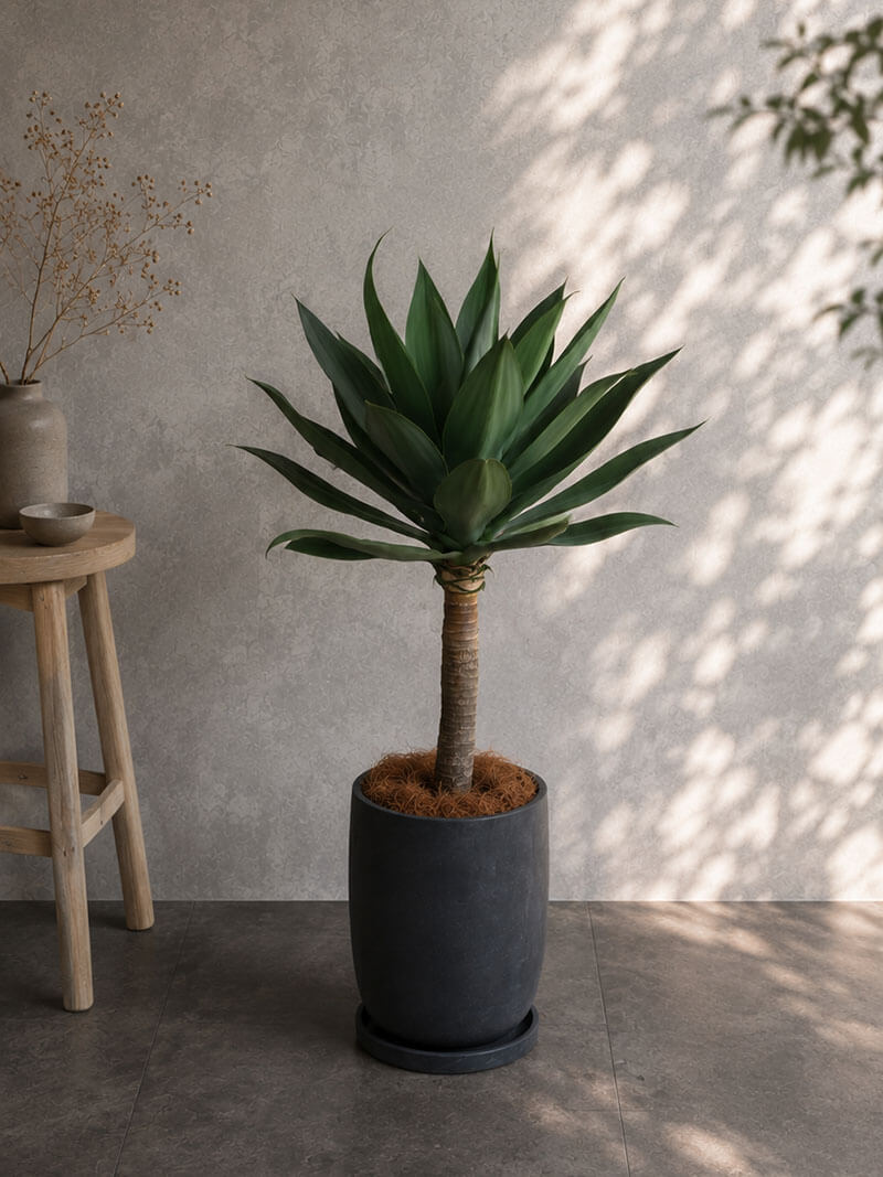観葉植物 アガベ・アテナータ