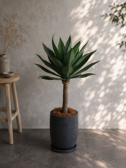 観葉植物 アガベ・アテナータ