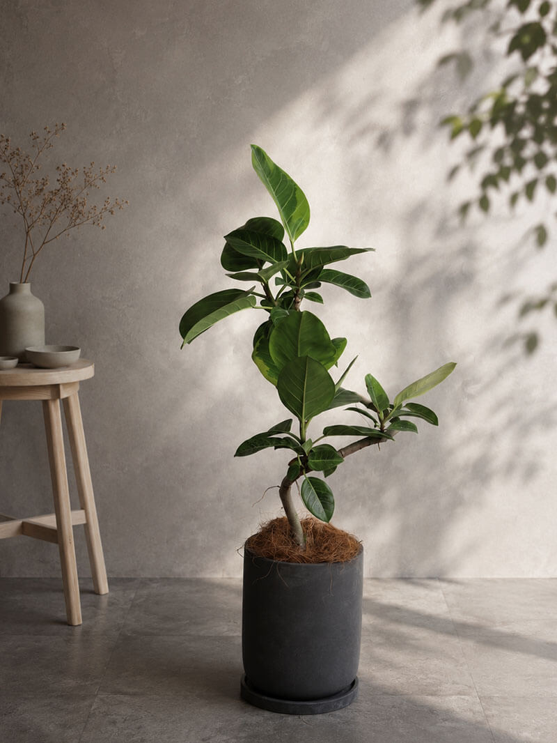観葉植物 アルテシーマ曲がり