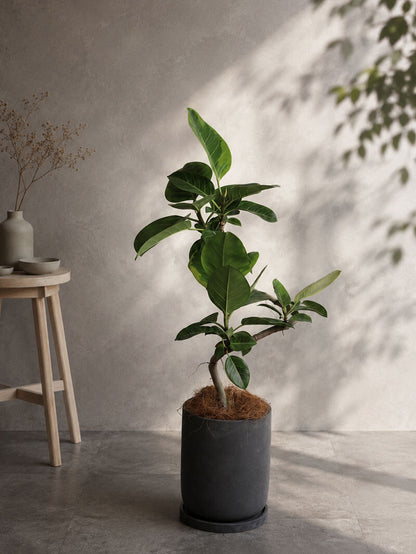 観葉植物 アルテシーマ曲がり