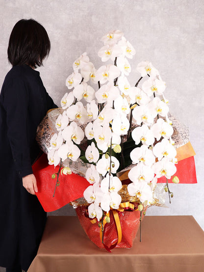 ５本立ち白 75輪以上 お祝い胡蝶蘭