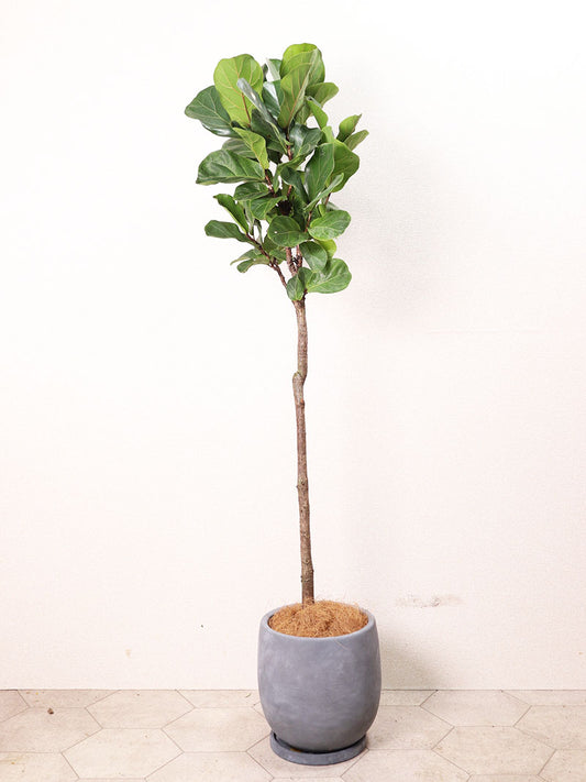 観葉植物 カシワバゴム