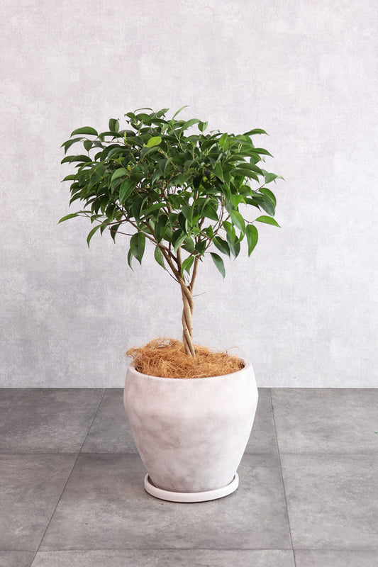 観葉植物　ベンジャミン