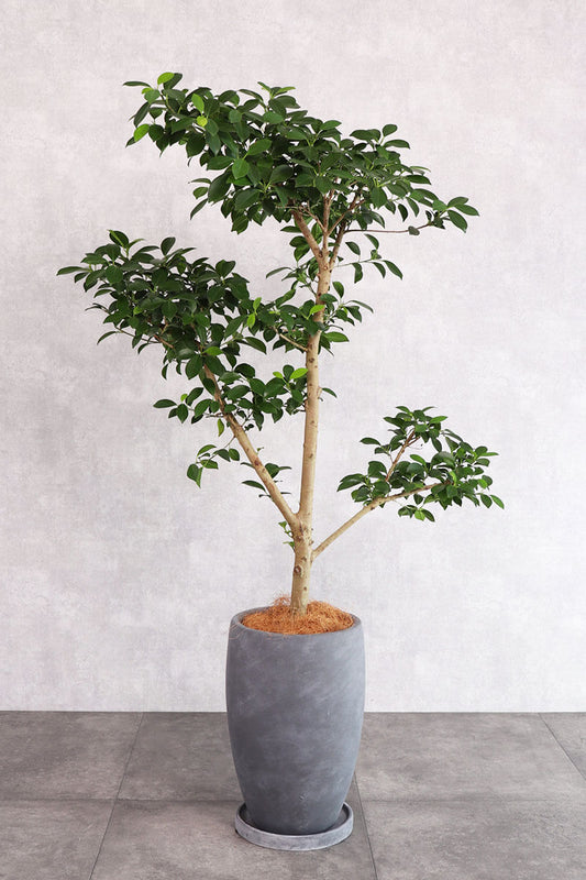 観葉植物 フィカス ナナ
