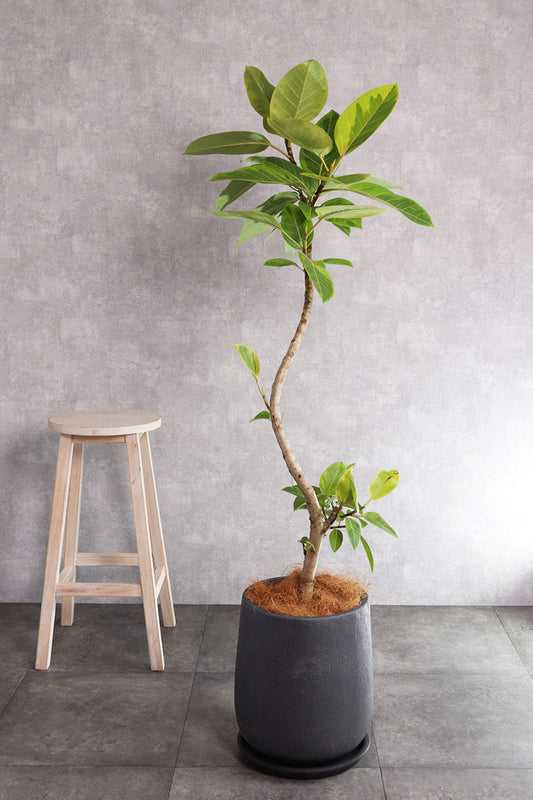 観葉植物 アルテシーマ