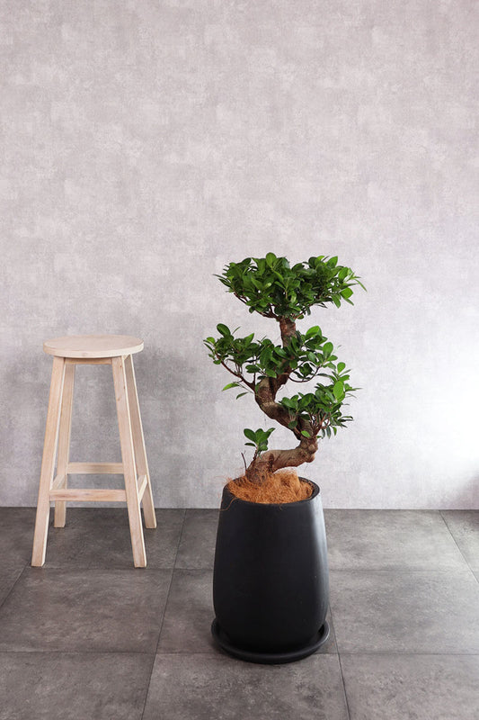 観葉植物 ガジュマル