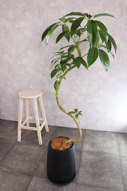 観葉植物 ツピタンサス 大