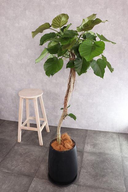 観葉植物 ウンベラータ